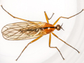 Empis stercorea